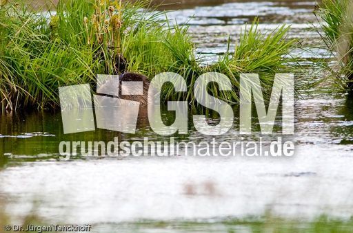 Nutria (23 von 25).jpg